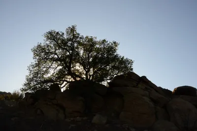 DSC_5535 (Large).JPG